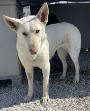 GOBI, Hund, Mischlingshund in Griechenland - Bild 6