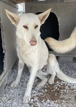 GOBI, Hund, Mischlingshund in Griechenland - Bild 7