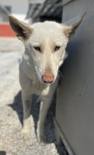 GOBI, Hund, Mischlingshund in Griechenland - Bild 8
