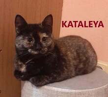 KATALEYA, Katze, Europäisch Kurzhaar in Bulgarien - Bild 1