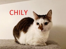 CHILY, Katze, Europäisch Kurzhaar in Peine - Bild 1