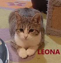 LEONA, Katze, Europäisch Kurzhaar in Bulgarien - Bild 1