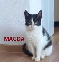 MAGDA, Katze, Europäisch Kurzhaar in Langenhagen - Bild 1