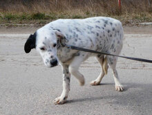 INARI, Hund, Dalmatiner-Mix in Bulgarien - Bild 9