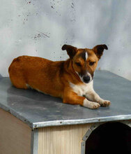 FIFI, Hund, Jack Russell Terrier-Mix in Bulgarien - Bild 1