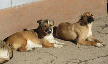 FIFI, Hund, Jack Russell Terrier-Mix in Bulgarien - Bild 10