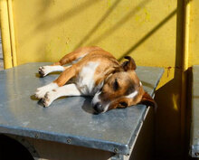 FIFI, Hund, Jack Russell Terrier-Mix in Bulgarien - Bild 5