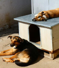 FIFI, Hund, Jack Russell Terrier-Mix in Bulgarien - Bild 6