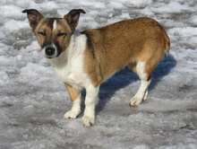 FIFI, Hund, Jack Russell Terrier-Mix in Bulgarien - Bild 7