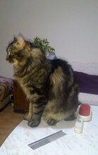 LAKIS, Katze, Hauskatze in Bulgarien - Bild 3