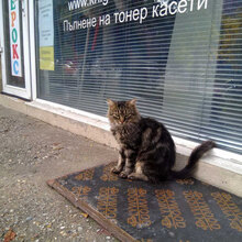 LAKIS, Katze, Hauskatze in Bulgarien - Bild 6