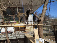 ANETA, Katze, Hauskatze in Bulgarien - Bild 1
