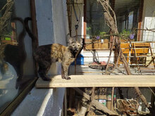 ANETA, Katze, Hauskatze in Bulgarien - Bild 3