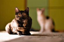 ANETA, Katze, Hauskatze in Bulgarien - Bild 4