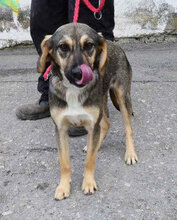 SOUSA, Hund, Mischlingshund in Bulgarien - Bild 1