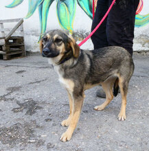 SOUSA, Hund, Mischlingshund in Bulgarien - Bild 2