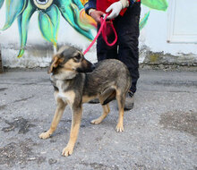 SOUSA, Hund, Mischlingshund in Bulgarien - Bild 3