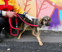 SOUSA, Hund, Mischlingshund in Bulgarien - Bild 4