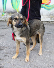 SOUSA, Hund, Mischlingshund in Bulgarien - Bild 5