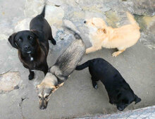 SOUSA, Hund, Mischlingshund in Bulgarien - Bild 6