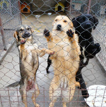 SOUSA, Hund, Mischlingshund in Bulgarien - Bild 8