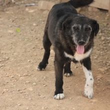 ZEUS, Hund, Mischlingshund in Spanien - Bild 4