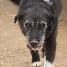 ZEUS, Hund, Mischlingshund in Spanien - Bild 5