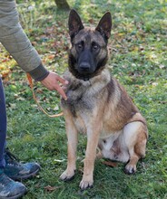 ANDILIS, Hund, Mischlingshund in Overath - Bild 1