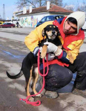 NOELLE, Hund, Mischlingshund in Ranstadt
