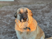 AGRADA, Hund, Mischlingshund in Spanien - Bild 1