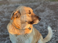 AGRADA, Hund, Mischlingshund in Spanien - Bild 2