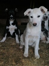 BEARLOVE, Hund, Mischlingshund in Rumänien - Bild 1