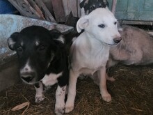BEARLOVE, Hund, Mischlingshund in Rumänien - Bild 10