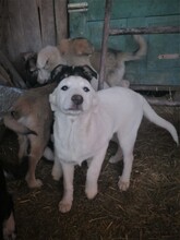 BEARLOVE, Hund, Mischlingshund in Rumänien - Bild 11