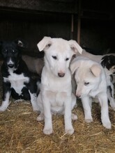 BEARLOVE, Hund, Mischlingshund in Rumänien - Bild 12