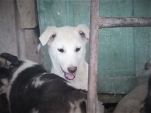 BEARLOVE, Hund, Mischlingshund in Rumänien - Bild 14