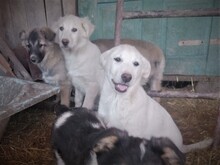BEARLOVE, Hund, Mischlingshund in Rumänien - Bild 15