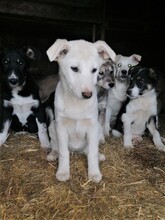 BEARLOVE, Hund, Mischlingshund in Rumänien - Bild 17