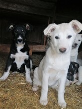 BEARLOVE, Hund, Mischlingshund in Rumänien - Bild 18