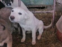 BEARLOVE, Hund, Mischlingshund in Rumänien - Bild 2