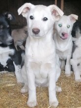 BEARLOVE, Hund, Mischlingshund in Rumänien - Bild 3