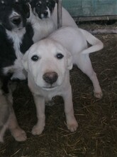 BEARLOVE, Hund, Mischlingshund in Rumänien - Bild 7
