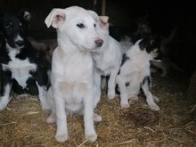 BEARLOVE, Hund, Mischlingshund in Rumänien - Bild 8