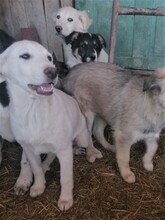 BEARLOVE, Hund, Mischlingshund in Rumänien - Bild 9