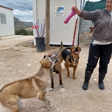 TAHITI, Hund, Mischlingshund in Spanien - Bild 11