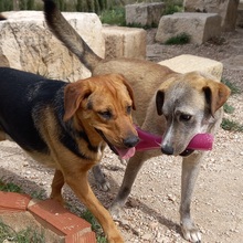 TAHITI, Hund, Mischlingshund in Spanien - Bild 12