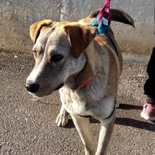 TAHITI, Hund, Mischlingshund in Spanien - Bild 13