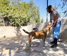 TAHITI, Hund, Mischlingshund in Spanien - Bild 16