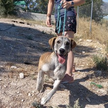 TAHITI, Hund, Mischlingshund in Spanien - Bild 5