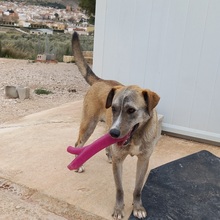 TAHITI, Hund, Mischlingshund in Spanien - Bild 6